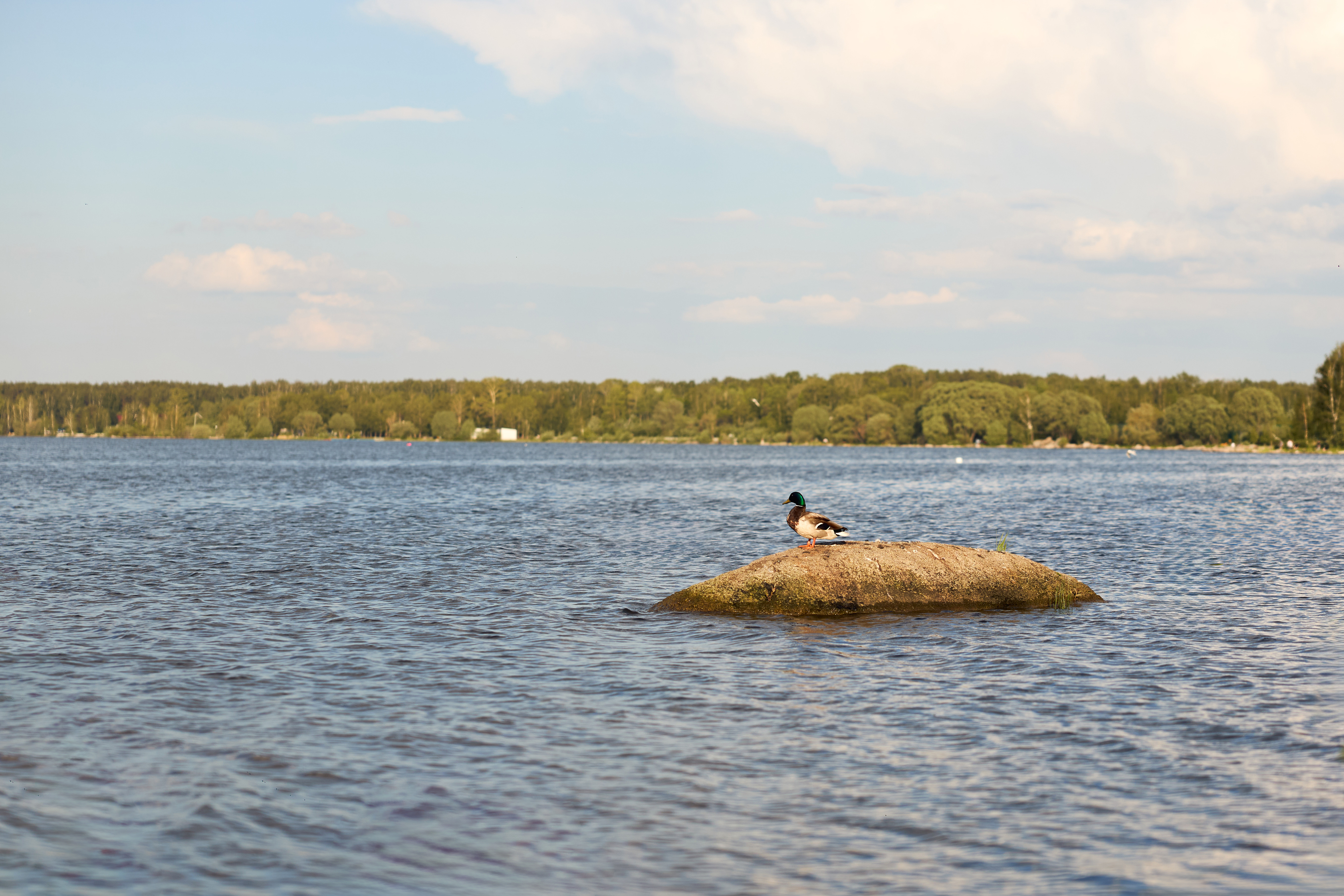 8 минут пешком
до Шарташского лесопарка